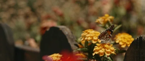 Close up of a butterfly opening wings while sitting on a yellow flower Stock Footage 121988100