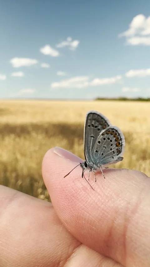 Close-up of butterfly perched gracefully, human fingertip and nature s Stock Footage 312234860
