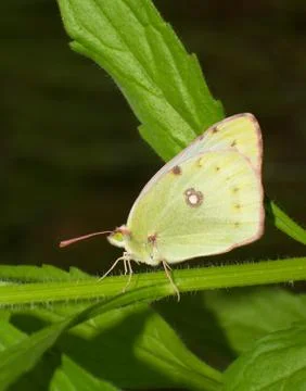 Close up butterfly Stock Photos