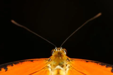 Close up butterfly Stock Photos