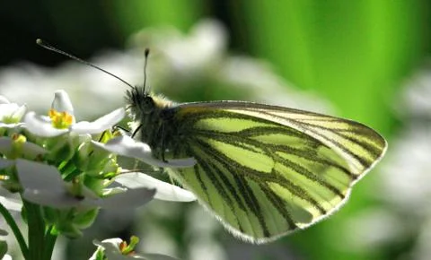 Close up butterfly Stock Photos