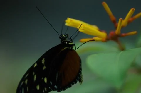 Close Up Butterfly Stock-Fotos