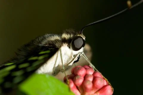 Close-up of a butterfly Stock Photos