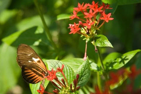 Close-up of a butterfly Stock Photos