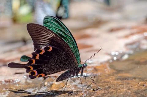 Close up butterfly Stock Photos