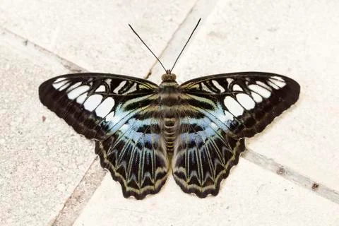 Close up Butterfly Stock Photos