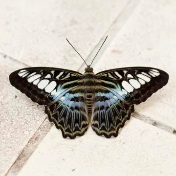 Close up Butterfly Stock Photos