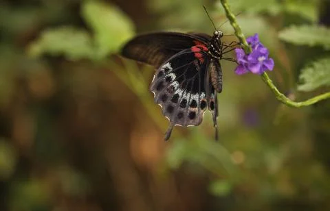 Close-Up Of A Butterfly Stock Photos