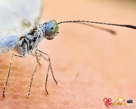 Close up with butterfly 库存照片
