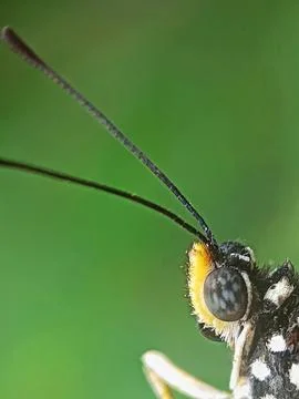 Close Up butterfly Stock Photos