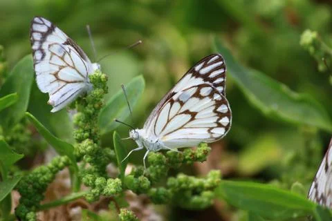 Close-up of butterfly on plant Stock Photos