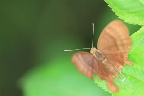 A Close up of butterfly pollinating on leaf Stock Photos