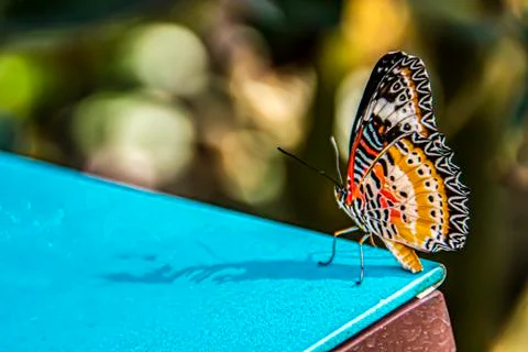 Close-up of butterfly posing on a table Stock Photos