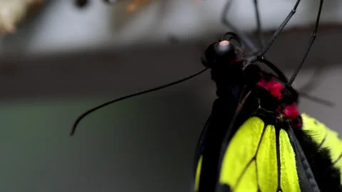 Close up butterfly resting after emerging from cocoon. Stock Footage 312895295