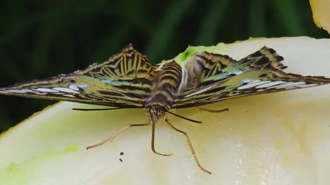 Close up of a butterfly resting Stock Footage 245044778
