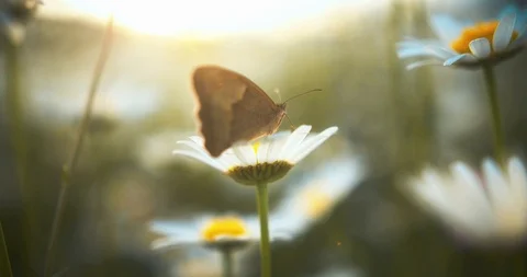 Close-up butterfly sits on a daisy. Slow motion video in 4K. Stock Footage 112015128