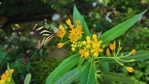 Close up butterfly in slow motion Stock Footage 269383480
