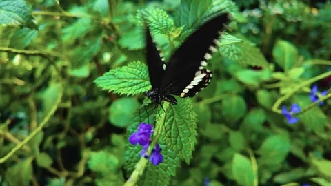 Close up butterfly in slow motion Video stock 269384427