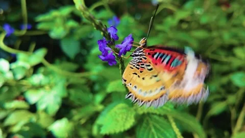 Close up butterfly in slow motion Stock Footage 269386074