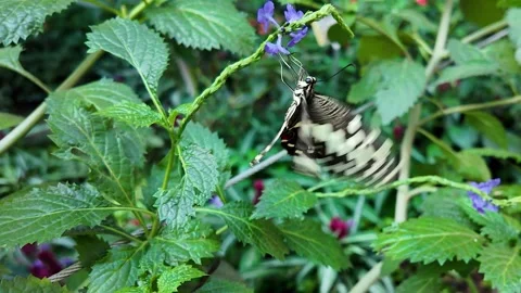 Close up butterfly in slow motion Stock Footage 272567482