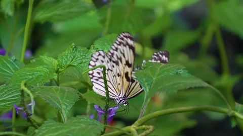 Close up butterfly in slow motion Stock Footage 272603895
