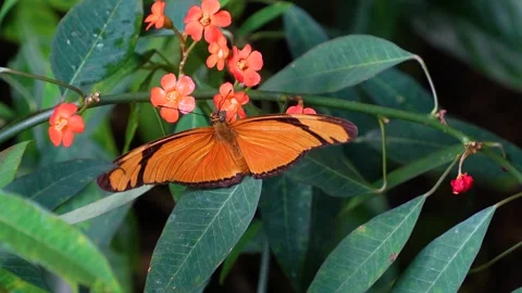 Close up butterfly in slow motion Video stock 272604869