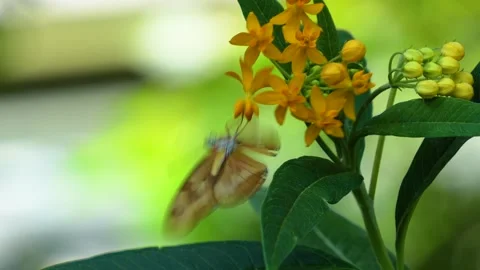 Close up butterfly in slow motion Stock Footage 272605934