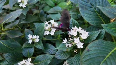 A close up of a butterfly in slow motion Stock Footage 297119684