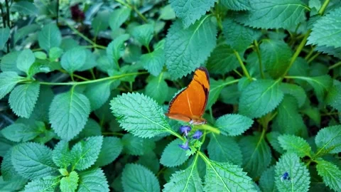 A close up of a butterfly in slow motion Stock Footage 297120045