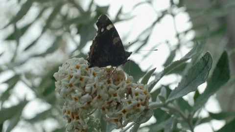 Close-up on a butterfly standing on a flower 스톡 동영상 88341339