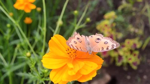 Close up of a butterfly sucking the nectar of a blooming flower 스톡 동영상 259537183