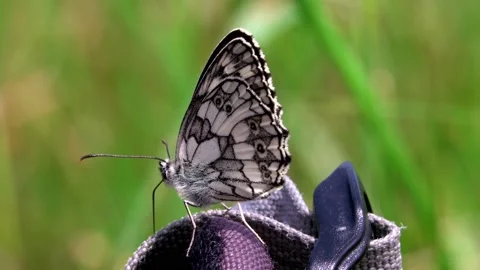 A close-up of a butterfly in this summer meadow. Vídeos de archivo 157103415