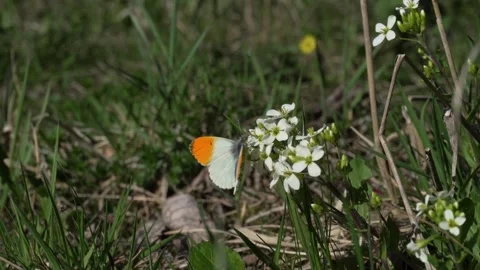 Close up butterfly white and yellow sat on white flower and flight away. Stock Footage 307414433
