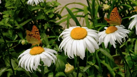 Close-up butterfly on white flower. 스톡 동영상 92052575