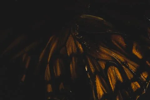 Close up of butterfly wings, selective focus Stock Photos