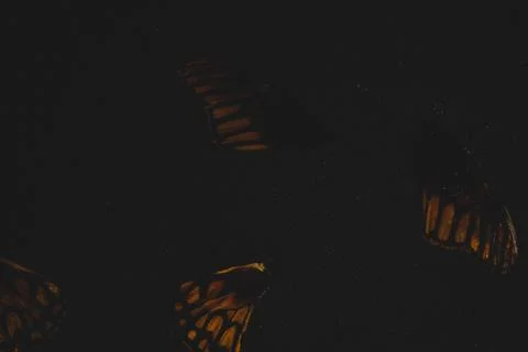 Close up of butterfly wings, selective focus Stock Photos