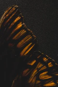 Close up of butterfly wings, selective focus Stock Photos