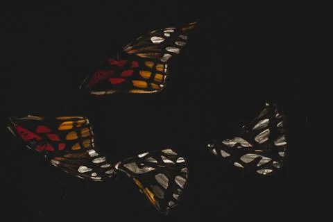 Close up of butterfly wings, selective focus Stock Photos