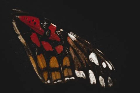 Close up of butterfly wings, selective focus Stock Photos