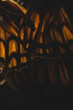 Close up of butterfly wings, selective focus Stock Photos