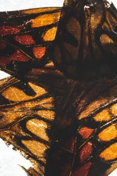 Close up of butterfly wings, selective focus Stock Photos