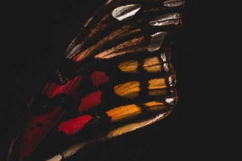 Close up of butterfly wings, selective focus Stock Photos