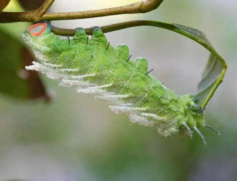 Close up butterfly worm on tree Stock Photos