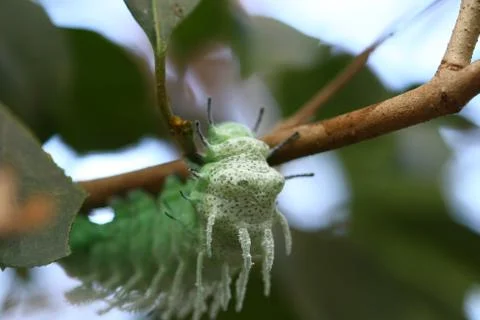 Close up butterfly worm on tree Stock Photos