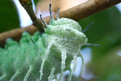 Close up butterfly worm on tree Stock Photos