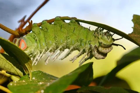 Close up butterfly worm on tree Stock Photos