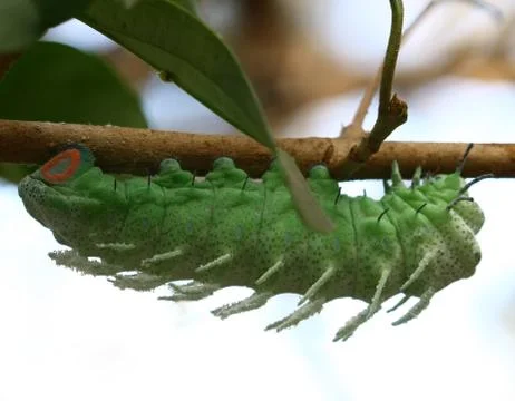 Close up butterfly worm on tree Stock Photos