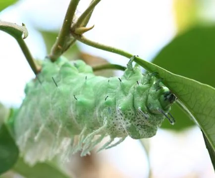 Close up butterfly worm on tree Stock Photos