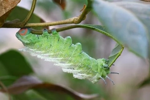 Close up butterfly worm on tree Stock Photos
