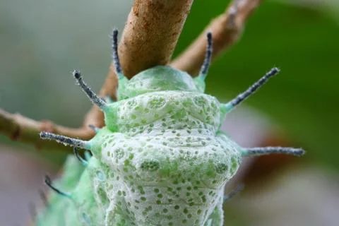 Close up butterfly worm on tree Stock Photos